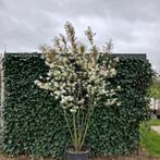 Meerstammige krentenboom | Amelanchier lamarckii, Tuin en Terras
