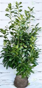 Laurier Novita Prunus laurocerasus direct privacy 20%KORTING, Tuin en Terras, Verzenden, Laurier, Haag, 100 tot 250 cm