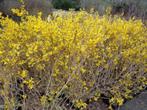 Forsythia ,  40cm , chinees klokje , geel, Ophalen of Verzenden, Lente, In pot, 100 tot 250 cm