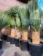yucca rostrata, palmlelie, Tuin en Terras, Ophalen, Volle zon